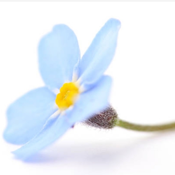 forgetmenot0306